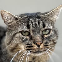 SHERMAN, chat à adopter
