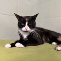 NEVANA, chatte à adopter