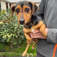 YUKI HAA24661, chien à adopter