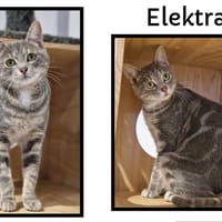 Elektra ( Réservée), chatte à adopter