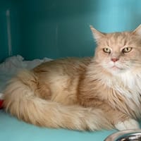 RAFIA, chatte à adopter