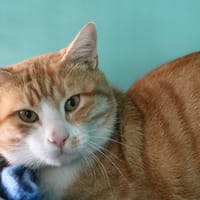 CHUCKY HAB17428, chat à adopter