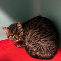 SEDNA, chatte à adopter