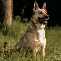 KARMA VAA, chien à adopter