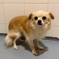 Pounky, chien à adopter