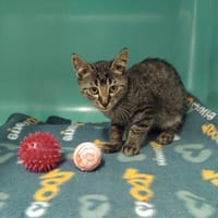 pab28248 Pluton, chat à adopter