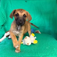 Baladroit, chien à adopter