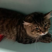 BIDULE, chat à adopter