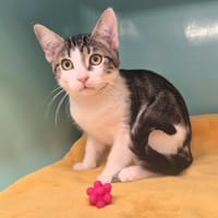 Toto, chat à adopter