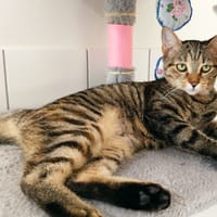 ZITOUNE, chatte à adopter