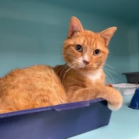 TASH, chat à adopter