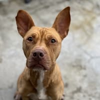 NALA VAA, chienne à adopter