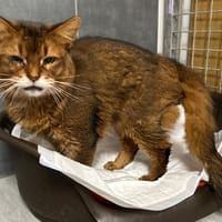 ZAMPA, chatte à adopter