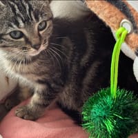 ALITA, chatte à adopter