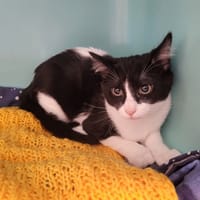 CATITOO, chat à adopter