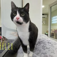Félix, chat à adopter