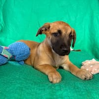 Bourde, chienne à adopter