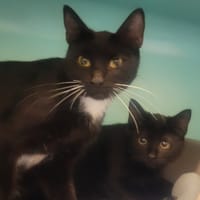 AMORA, chatte à adopter