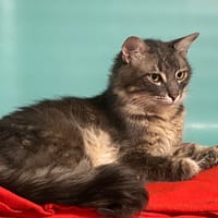 BOB, chat à adopter