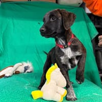 Broutille, chienne à adopter
