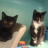 ARCADE, chatte à adopter