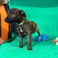 Babille, chienne à adopter