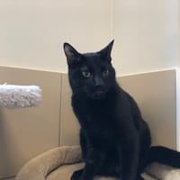 AKELA, chat à adopter