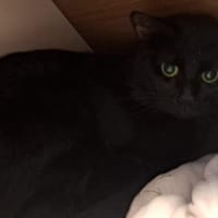 DEDE, chat à adopter