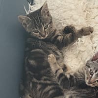 ASLAN, chat à adopter