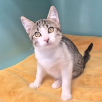 Tina, chatte à adopter