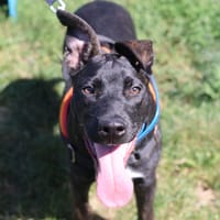 RAVEN, chien à adopter