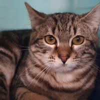 HAKUNA CHA, chat à adopter