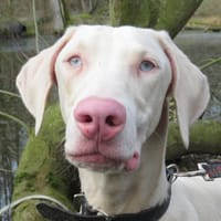 ICE CREAM, chien à adopter