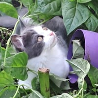 EMMY, chatte à adopter