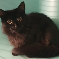 MARTA CHA, chatte à adopter