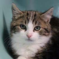 PIC, chat à adopter