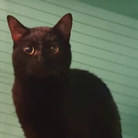 KINSHASA CHA, chat à adopter