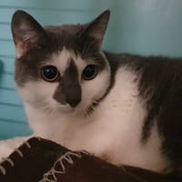 NARNIA CHA, chatte à adopter