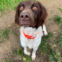 TEXAS HAA24660, chien à adopter