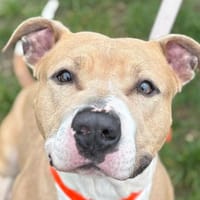 CIRO, chien à adopter