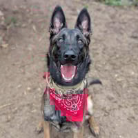 TAYSON, chien à adopter