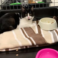 Barbich [Chaton], chatte à adopter