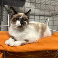 CHATCABOUM (réservé), chat à adopter