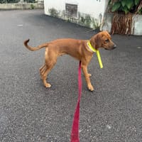 NOX, chien à adopter