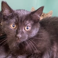 River, chat à adopter