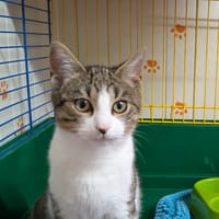 Loli [Chaton], chatte à adopter