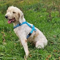 TOSKA dit TOUPIE, chienne à adopter