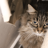 Pitchoune, chatte à adopter