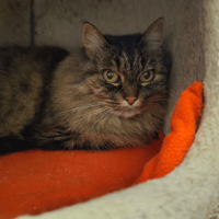 Rose, chatte à adopter