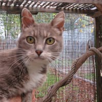 PENDULE, chatte à adopter